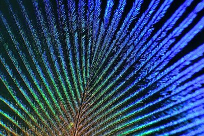 Peacock Feather 