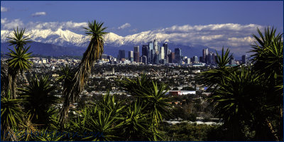 L A Winter Yucca