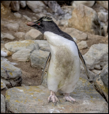 rock hopper penguin.jpg