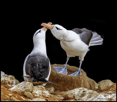 black browed albatross courting.jpg
