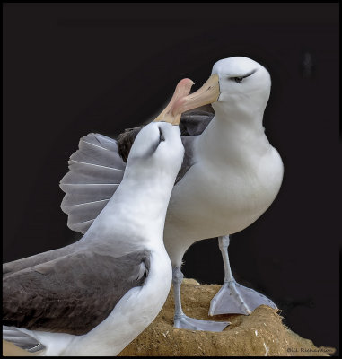 black browed albatross courting2.jpg