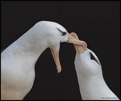 black browed albatross courting3.jpg