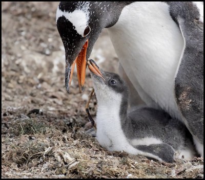 gentoo w chick.jpg