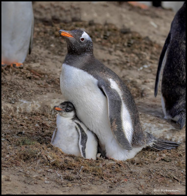 gentoo penguin w  twins4.jpg