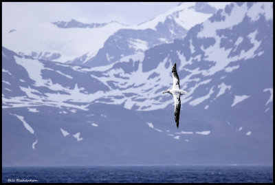 wandering albatross.jpg
