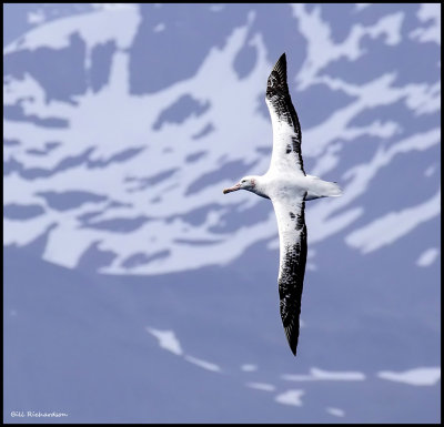 wandering albatross close up.jpg