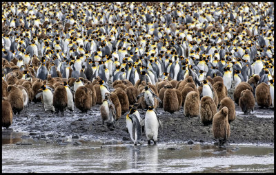 outh Georgia landing king penguins crowd.jpg