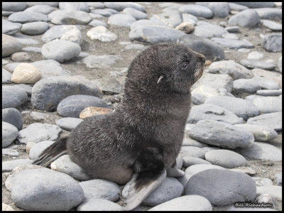 South Georgia fur seal pup.jpg