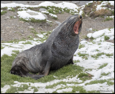 South Georgia fur seal showing teeth.jpg