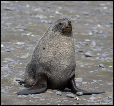 South Georgia fur seal.jpg