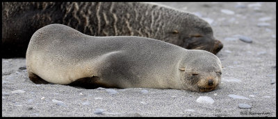 South Georgia slumbering seal pup.jpg