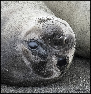 elephant seals nappingclose up.jpg