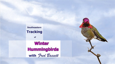 VIDEO: Winter Hummingbird Banding