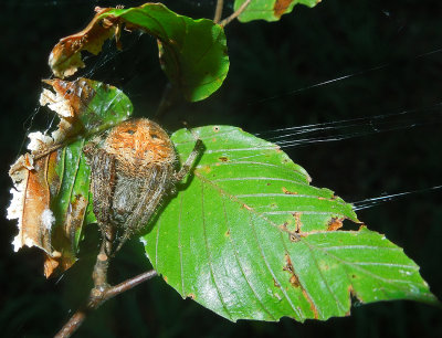 Orb Weaver (Araneus Sp.)
