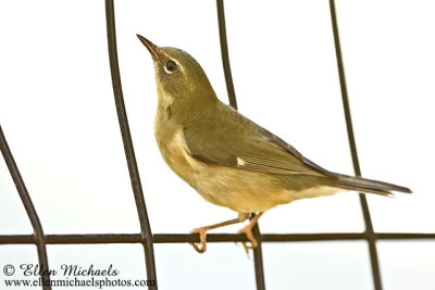 Black-throated Blue Warbler (female)