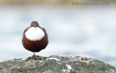 Waterspreeuw - White-throated Dipper