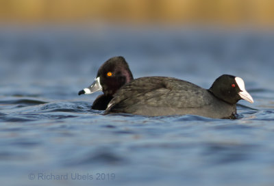 Ringsnaveleend - Ring-necked Duck
