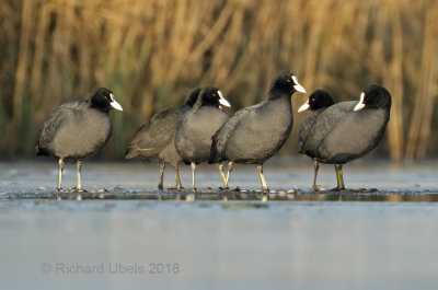 Meerkoet - Eurasian Coot - Fulica atra