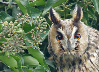 Ransuil - Long-eared Owl - Asio otus