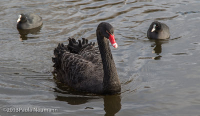 Black swan in St. James Park
