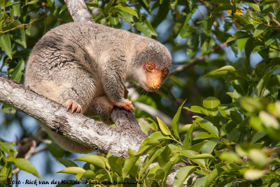 Australian Spotted CuscusSpilocuscus (maculatus) nudicaudatus