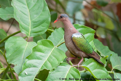 Pacific Emerald Dove  (Pacifische Smaragdduif)