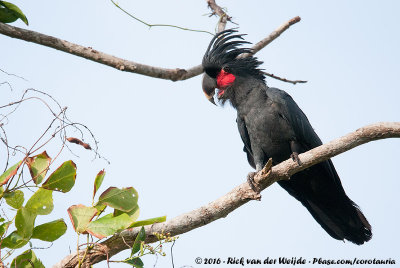 Palm CockatooProbosciger aterrimus macgillivrayi