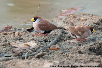 Masked Finch<br><i>Poephila personata leucotis</i>