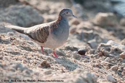 Bar-Shouldered DoveGeopelia humeralis inexpectata