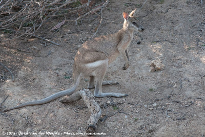 Agile Wallaby<br><i>Notamacropus agilis jardinii</i>