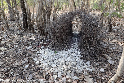 Great Bowerbird<br><i>Chlamydera nuchalis orientalis</i>