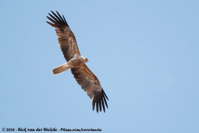 Whistling Kite  (Wigstaartwouw)