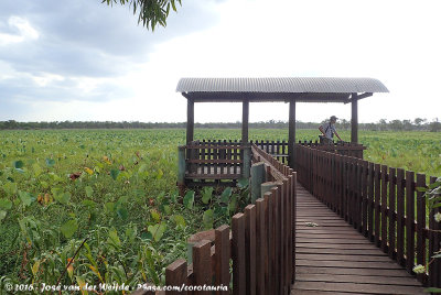 Viewpoint over Red Lily Lagoon