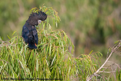 Red-Tailed Black CockatooCaloptyrhynchus banksii banksii