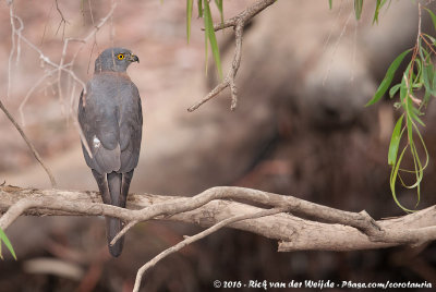 Brown GoshawkAccipiter fasciatus didimus