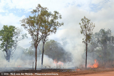 Bush Fire