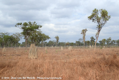 Termite determinative sceneries of Lakefield