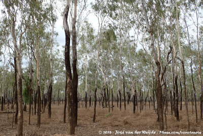 After Bush Fire