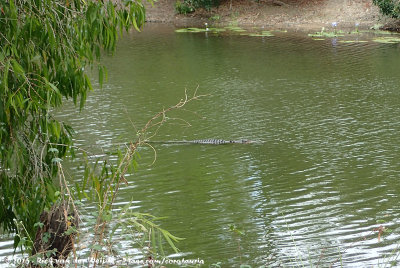 Freshwater CrocodileCrocodylus johnstoni