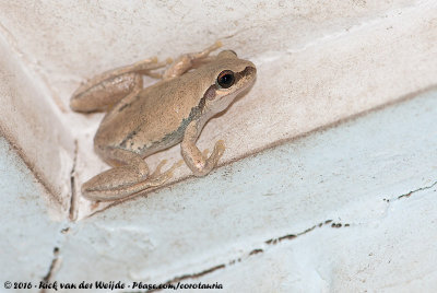 Desert Tree Frog  (Litoria rubella)