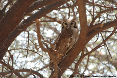 Verreaux's Eagle-Owl  (Grijze Oehoe)