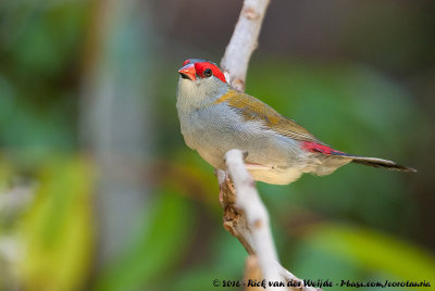 Red-Browed Finch<br><i>Neochmia temporalis temporalis</i>