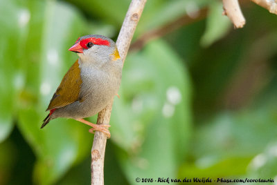 Red-Browed FinchNeochmia temporalis temporalis