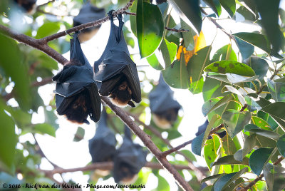 Spectacled Flying Fox  (Pteropus conspicillatus)