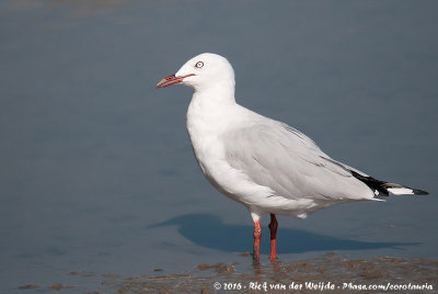 Silver GullChroicocephalus novaehollandiae forsteri