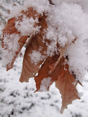 Some leaves from last year - covered with fresh snow