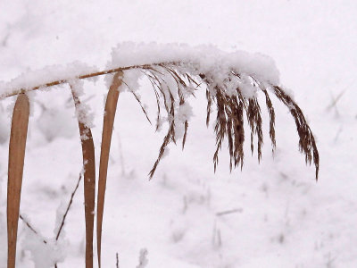 Bent reed covered with heavy fresh snow