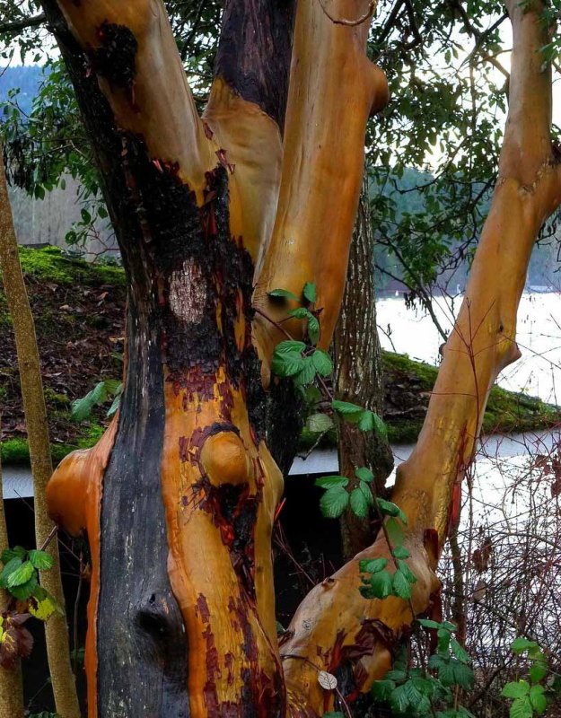 Ed Wiebe2019 North Shore Photographic ChallengeGnarly Arbutus