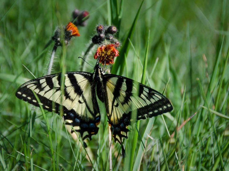 Valerie Payne2019 North Shore Photographic ChallengeSwaying Swallowtail