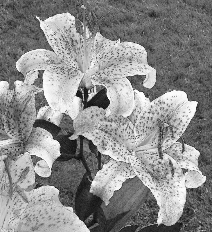 Tris Rankin2019 CAPA MonochromeStargazer Lilies